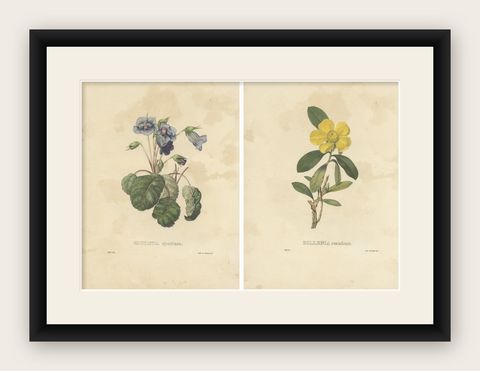 Set of 2 Antique Botanical Prints of Hibbertia Scandens and Sinningia Speciosa, shown framed