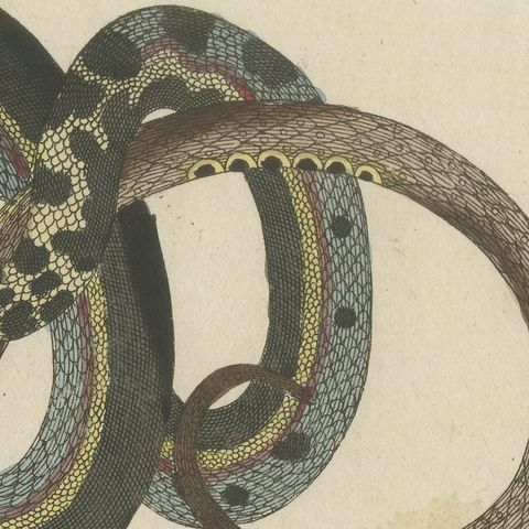 Four Snakes in Colourful Coils, Antique Bertuch Print, Vienna, circa 1805, close-up 4