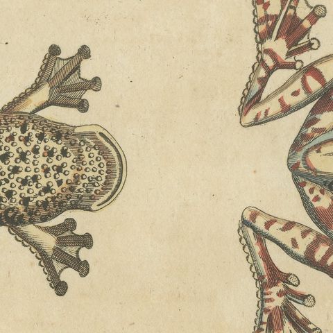 Four Colourful Tree Frogs, Antique Bertuch Print, Vienna, circa 1815, close-up 5