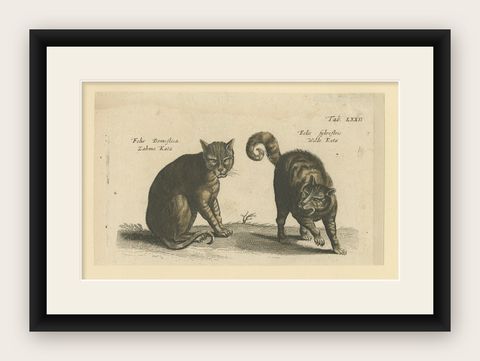 Wildcat and Domestic Cat, Original Antique 1660 Copper Engraving, shown framed