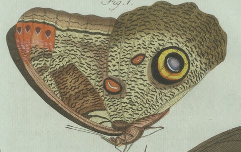 Original Antique Print of Two Exotic Butterflies by Bertuch, c. 1800, close-up 3