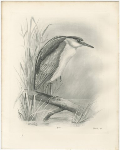 Adult Night Heron on a Fallen Branch, Plate CLII after Lilian Medland, c. 1909, view 2
