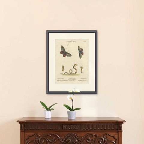 The Two-Headed Serpent and the Black Butterfly, 1749, shown framed on a wall