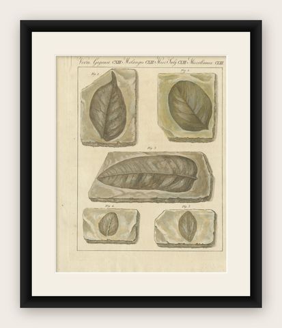Antique Print of Fossil Leaves from the Prehistoric Period, shown framed