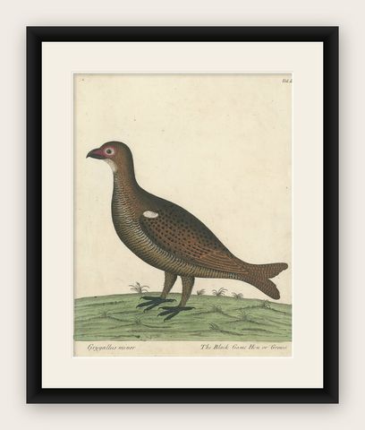 Hand Colored Antique Print of a Black Game Hen or Grouse, shown framed