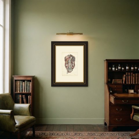 The Sympathetic Chain of the Abdomen, Antique Hirschfeld Anatomy Print, 1866, shown framed in a room