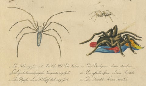 Fleas, Tarantula & Spiders, Brodtmann Hand-Colored Natural History Plate, 1816, close-up 6