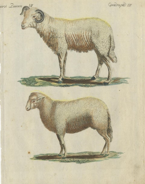 Patina Rich Hand Colored Antique Print of a Sheep and Ram, circa 1820, view 3