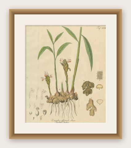 Antique Ginger Botanical Print, Zingiber Officinale, c.1831, shown framed