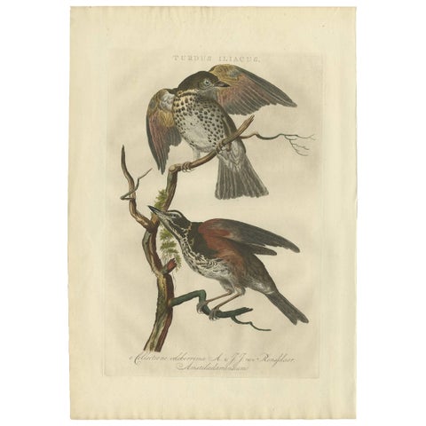 Redwing Thrush, Antique Bird Print by Nozeman and Sepp, 1770
