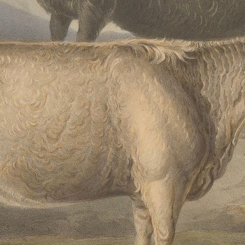 Cow and Young Bull of the West Highland Breed from the Scottish Highlands - 1840, close-up 5