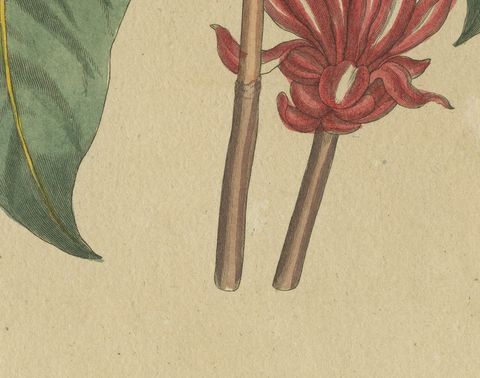 Flowering Shrub with Red Blossom, Antique Bertuch Print, circa 1815, close-up 2