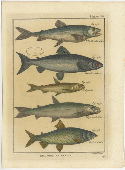 Natural History Engravings Compilation: Illustrations of Fish Species, 1790, view 2