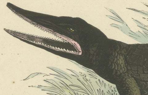 Der gemeine Kaiman (Common Caiman) - Hand-Colored Zoological Print, Circa 1840, close-up 2