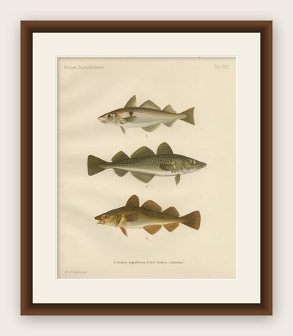Haddock and Atlantic Cod - Majestic Scandinavian Fish Lithograph, 1895, shown framed