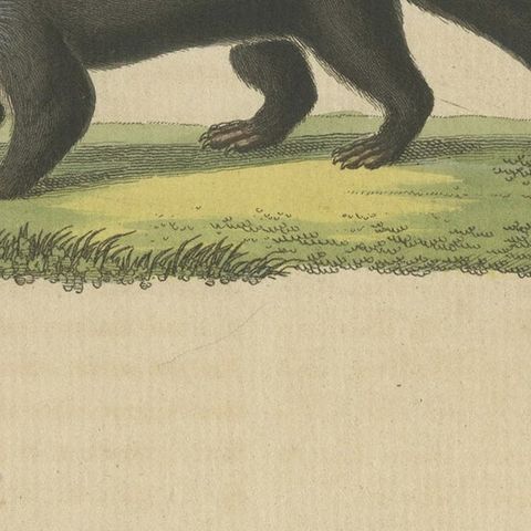 Original Hand-Colored Antique Print of a Weasel and Fox species, close-up 5