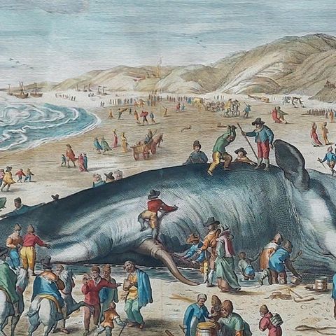 Antique Print of a Beached Whale by Van der Gouwen 'c.1680', close-up 2