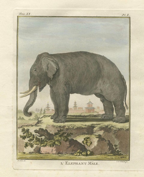 Charming Elephant Pair, Antique Hand-Coloured Prints by Buffon, 1769, close-up 1