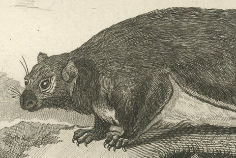 Original Antique Engraving of The Red Giant Flying Squirrel or "Le Taguan", 1766, close-up 3