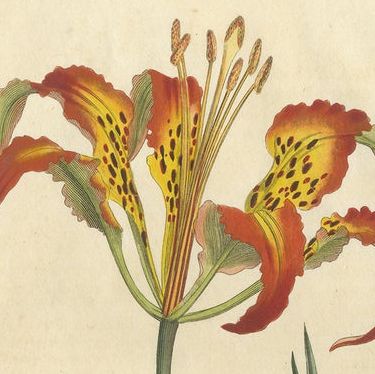 Three Botany Prints Full Color Original Engravings, 1794, close-up 1