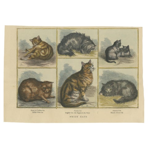 Victorian Prize Cats: Hand-Colored Woodcut Featuring Distinguished Breeds, c1890