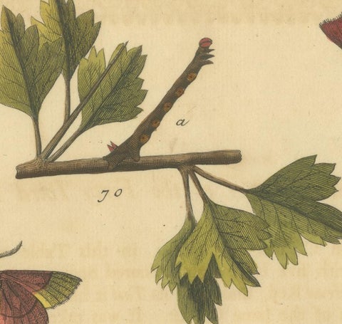 English Moths on Hawthorn, Hand-Colored Insect Engraving, Albin 1720, view 4