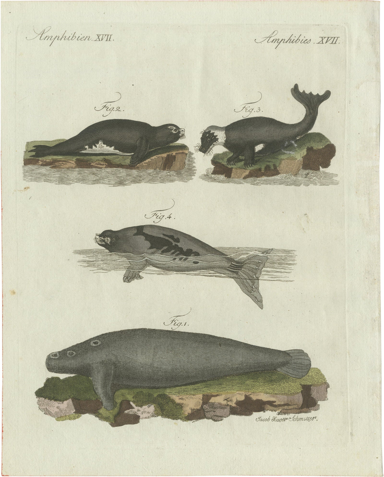 Original Antique Print of Seals, Sea Lion and Manatee by Bertuch, 1790