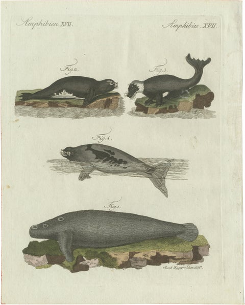Original Antique Print of Seals, Sea Lion and Manatee by Bertuch, 1790