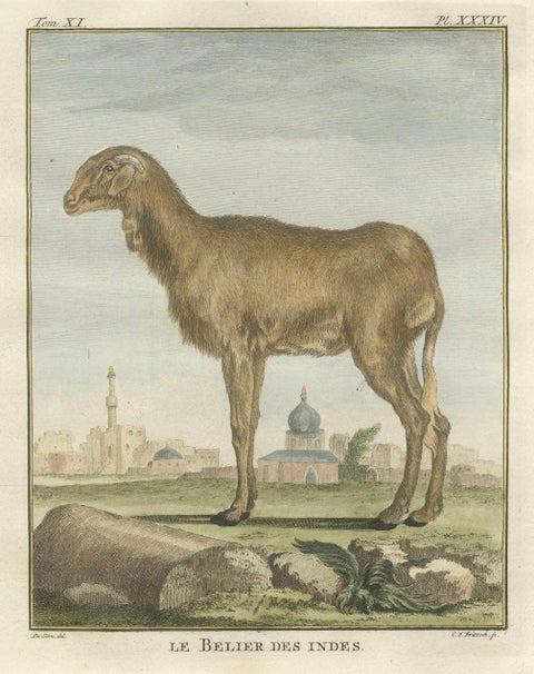 Rare 1769 India Sheep & Ram Trio, Hand-Coloured Buffon Engravings Set, close-up 1