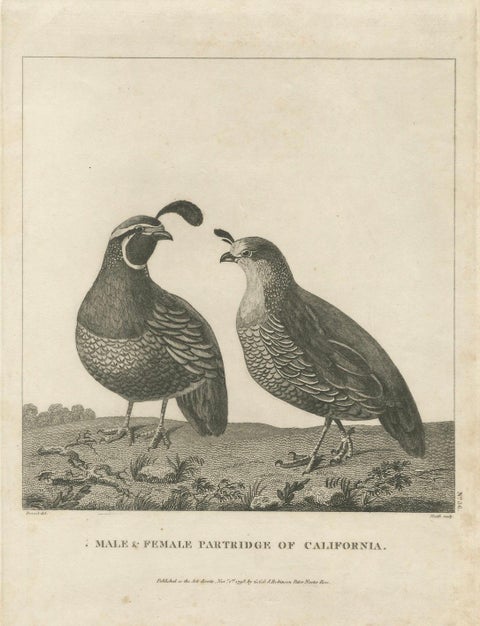 California Quail Pair, Partridge Couple of California, Antique Bird Print, 1798, close-up 5