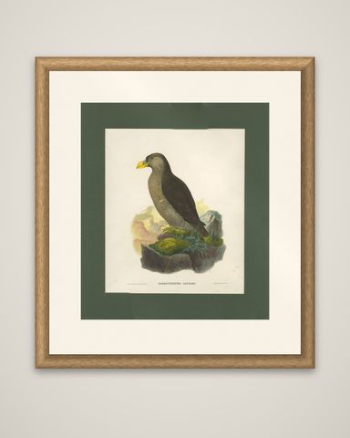 Antique Bird Print of a Latham's Guillemot Made after J. Wolf, 1868, shown framed