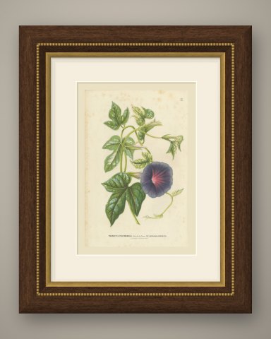Japanese Morning Glory Caerulea Variegata, Pharbitis Polymorpha, 1858, shown framed
