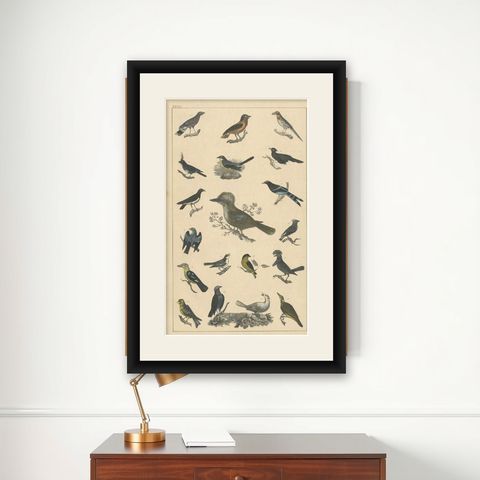 Antique Bird Print of Various Bird Species, c.1852, shown framed on a wall