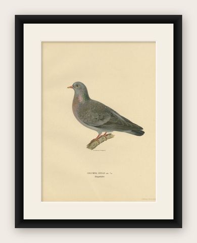 Antique Bird Print of the Stock Dove, 1929, shown framed