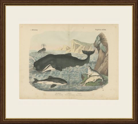 Antique Sperm Whale Print with Porpoise and Seals, Kolb Mammals, circa 1890, shown framed