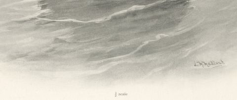 Eider, Antique Bird Print after Lilian Medland, circa 1909, close-up 1