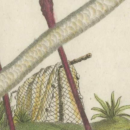 Antique Bird Print of a Flamingo by Shaw, 1809, close-up 2
