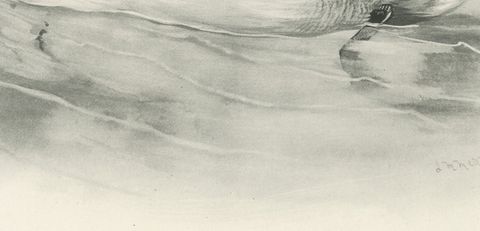 Smew, Antique Bird Print after Lilian Medland, circa 1909, close-up 1