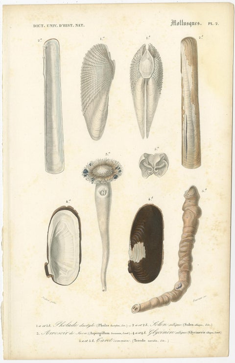 Old Print of the Common Piddock, Watering Pot Shell, Shipworm and More, 1849, view 2