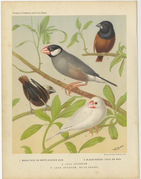 Antique Bird Print of the White-Headed Munia, Chesnut Munia and Java Sparrow, view 2