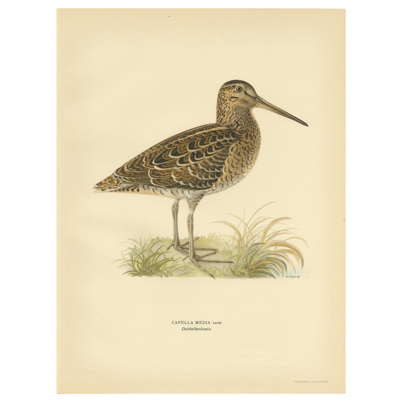 Antique Bird Print of the Great Snipe by Von Wright, 1929