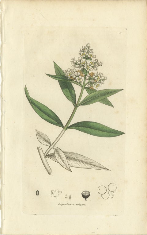 Eight Antique Botanical Plates: Glasswort, Horsetail, Privet & More, c.1830, view 6