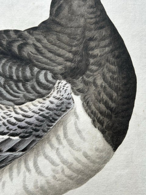 Anas, Brenta, Barnacle Goose from Nederlandsche Vogelen, 1797, view 5