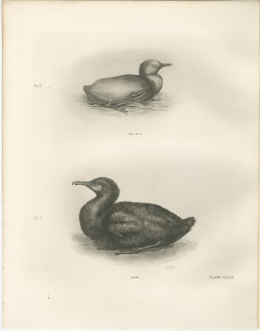 Young Cormorants, Antique Bird Print after Lilian Medland, circa 1909, view 2