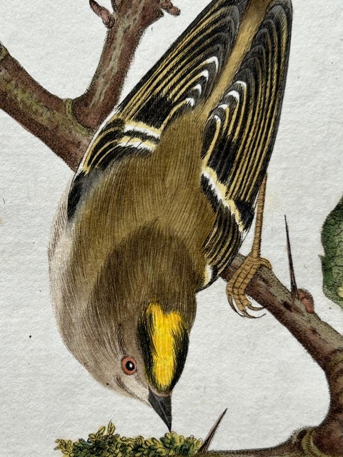 Antique Bird Print of the Goldcrest by Sepp & Nozeman, 1797, view 5