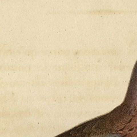 Original Antique Handcolored Bird Print of a Male Laughing Dove, 1803, close-up 2