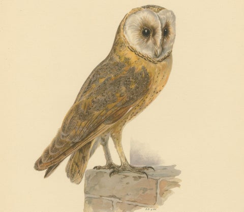 Original Hand-colored Barn Owl Lithograph by M. von Wright, 1927, close-up 4