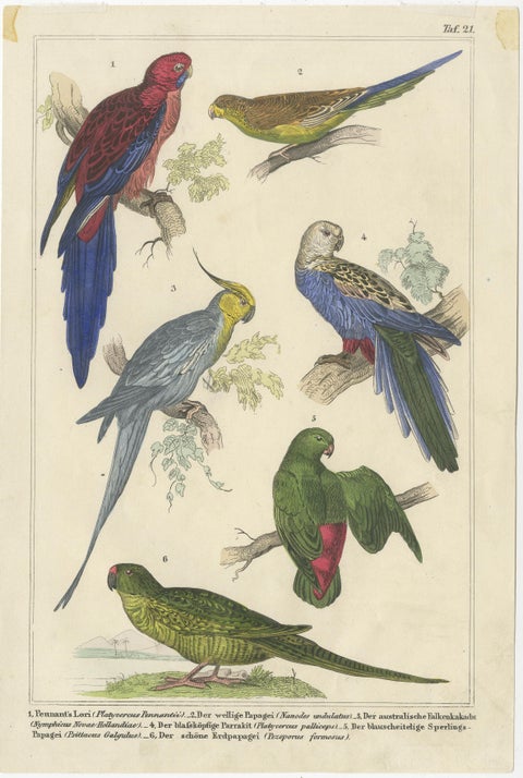 Set of 2 Antique Prints of Parrots, Lories and other Birds, view 4