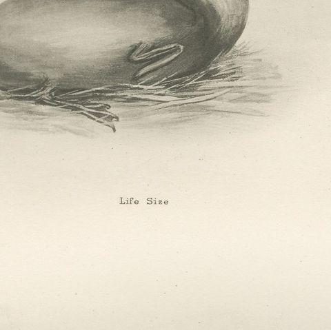 Young Cormorants, Antique Bird Print after Lilian Medland, circa 1909, close-up 3