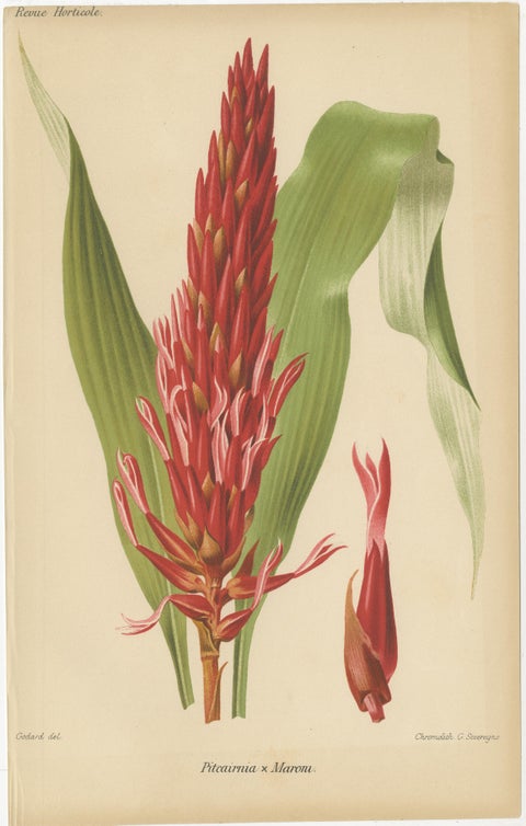 Exotic Botanicals: Pitcairnia, Neumannia, Echnea, and Burchellia, circa 1880, view 2